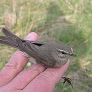 Willow Warbler